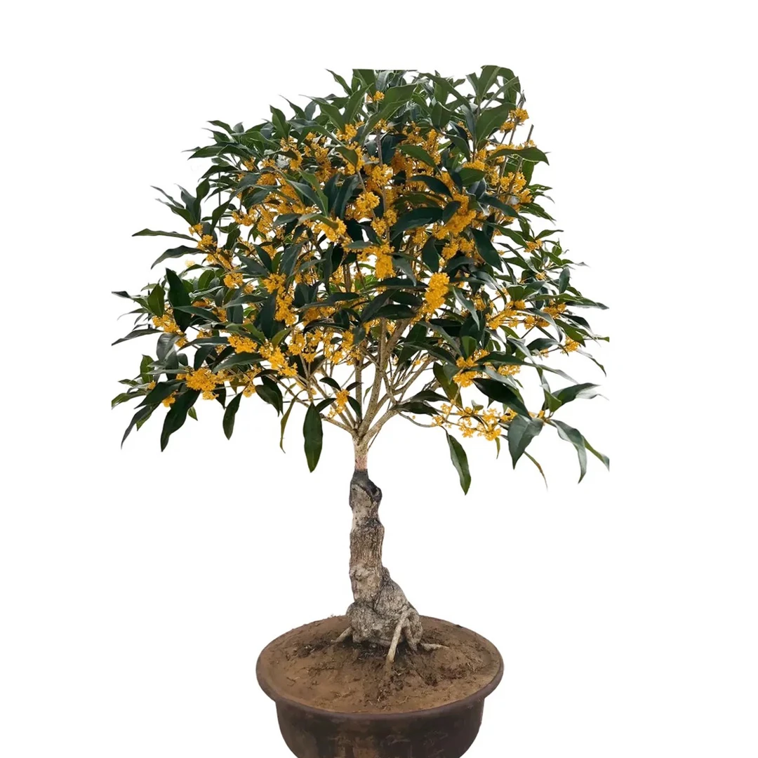 四季开花浓香型桂花树苗盆栽室内外庭院阳台好养绿植八月丹桂金桂