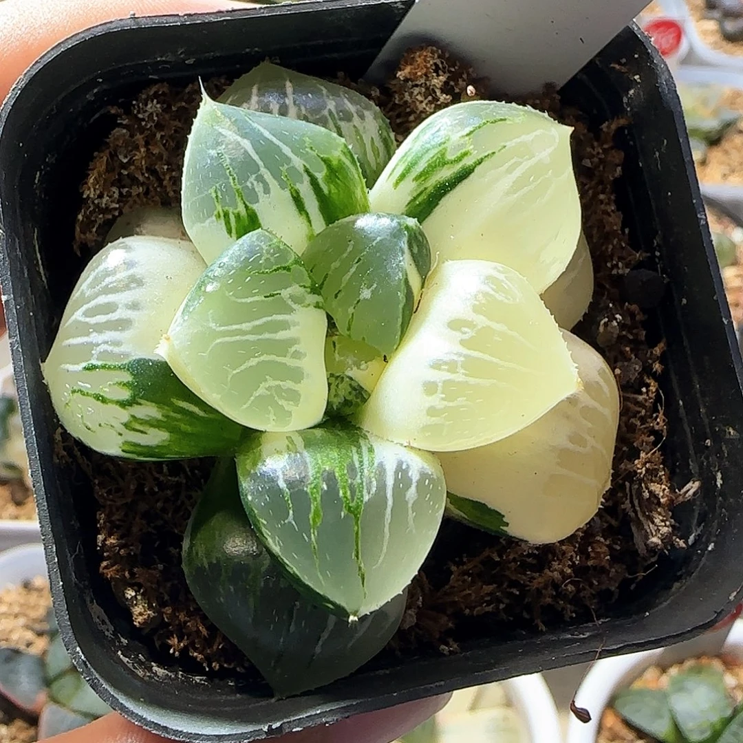 155号日月潭实生锦一半边糊斑物一拍带盆土