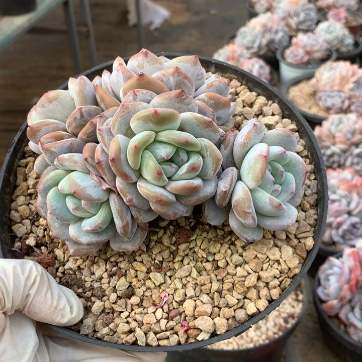 无花朵哈哈哈哈哈哈哈哈20