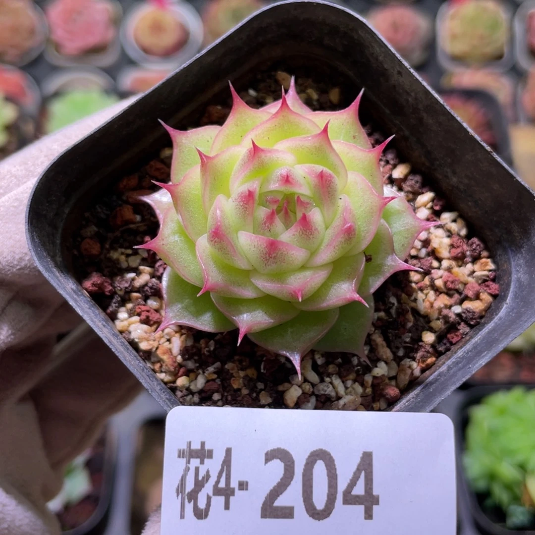 花利美4-204麦秆单头