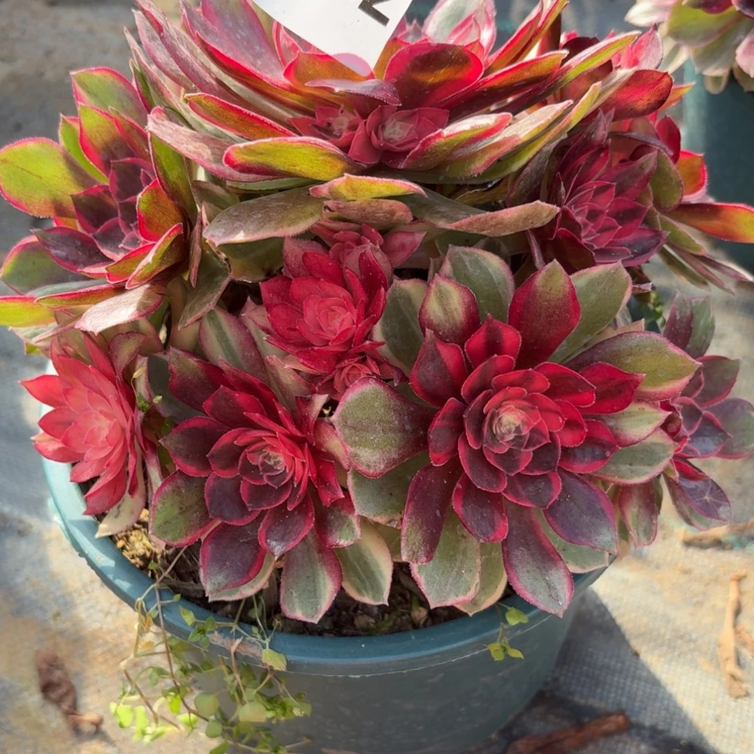 562开播福利黑膜锦多肉植物福利