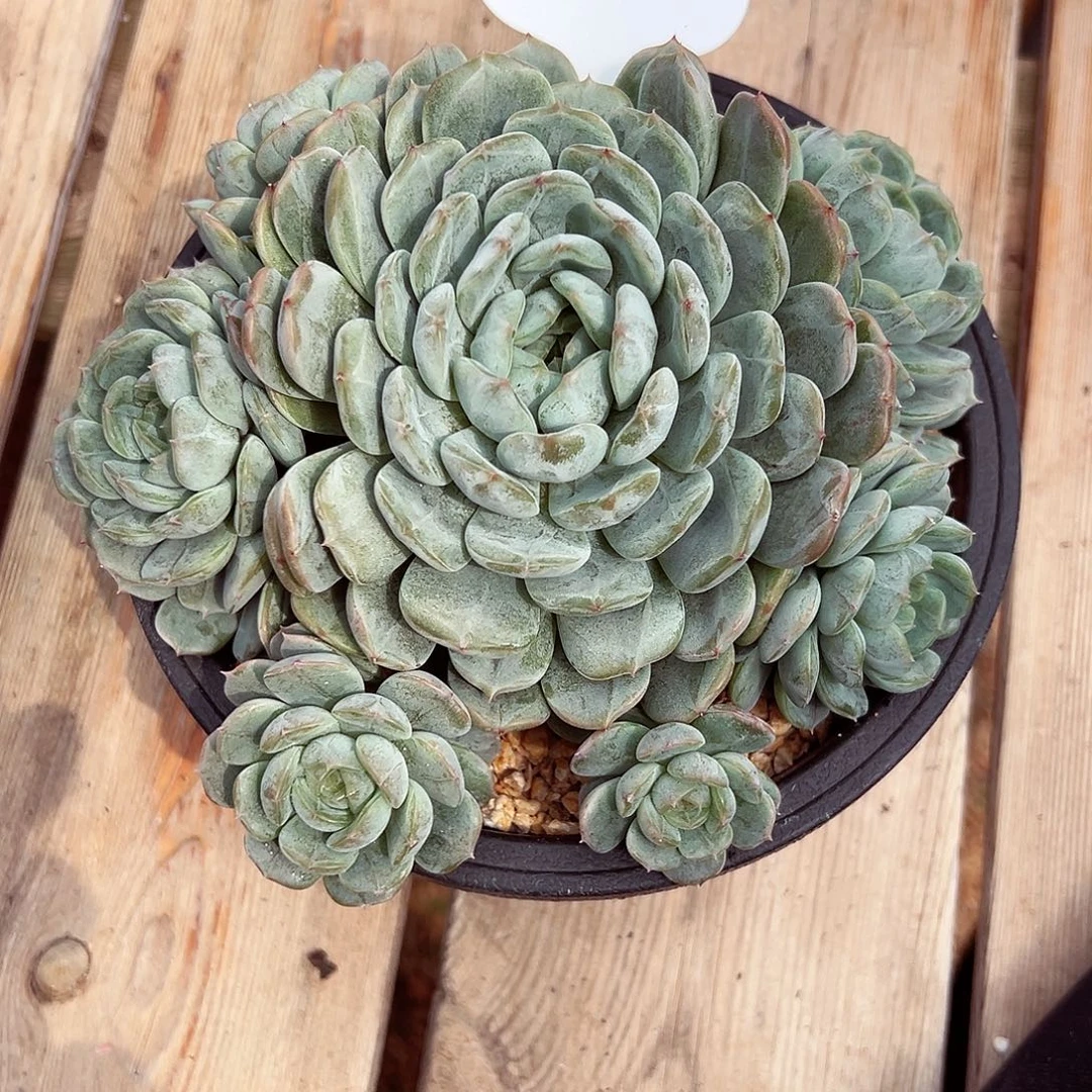 0927-107白恋群。。。。