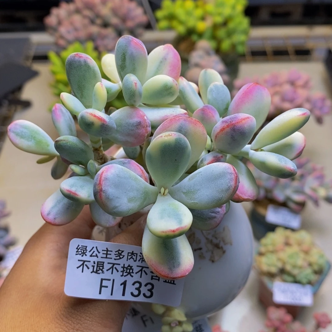 133乓乓福娘锦多肉有断枝