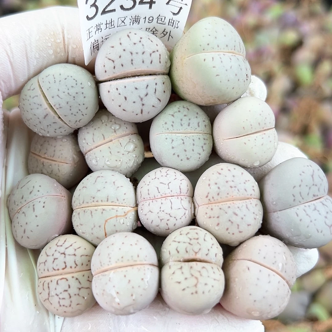 3224四年大白16个1.5-2cm