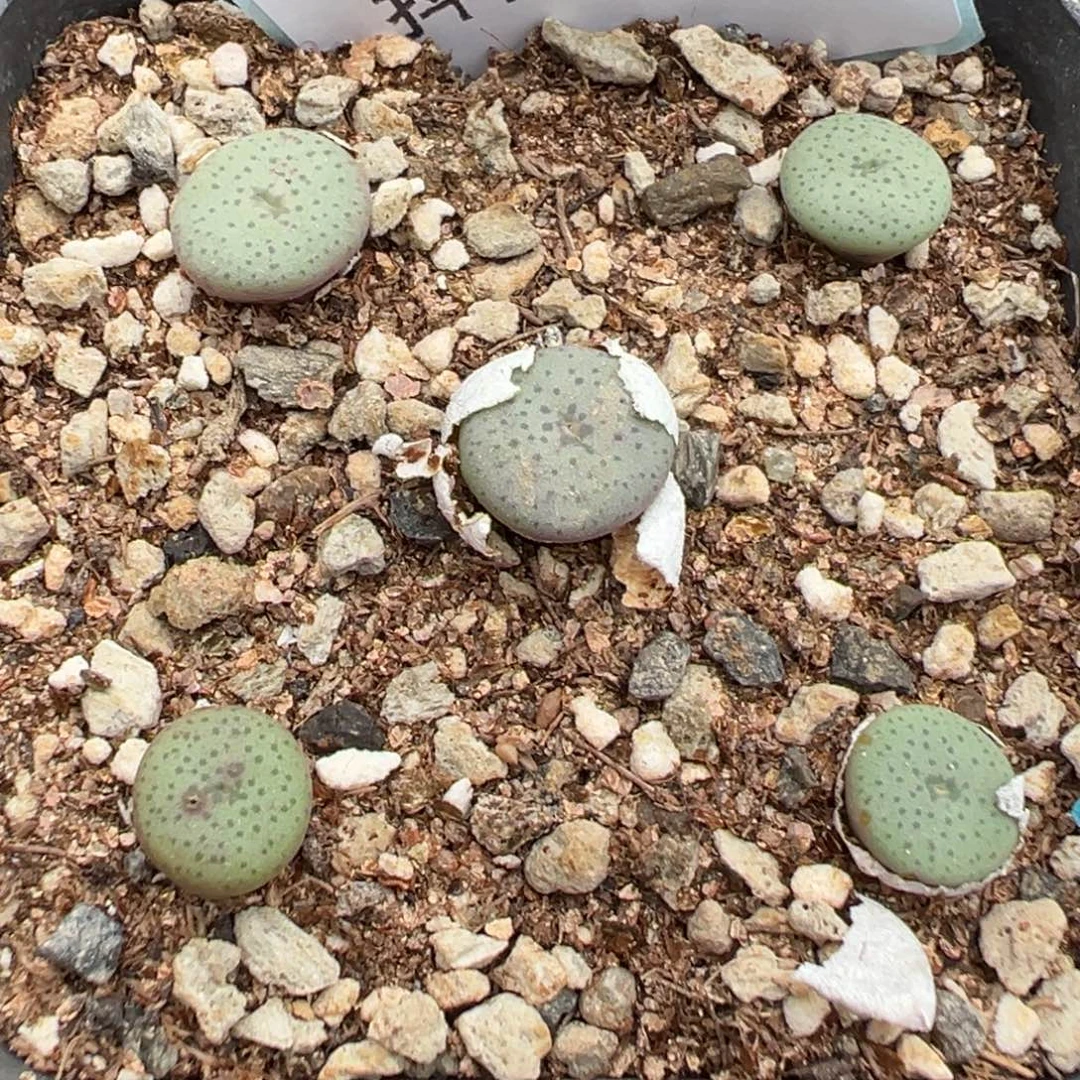 19-31肉锥多肉植物