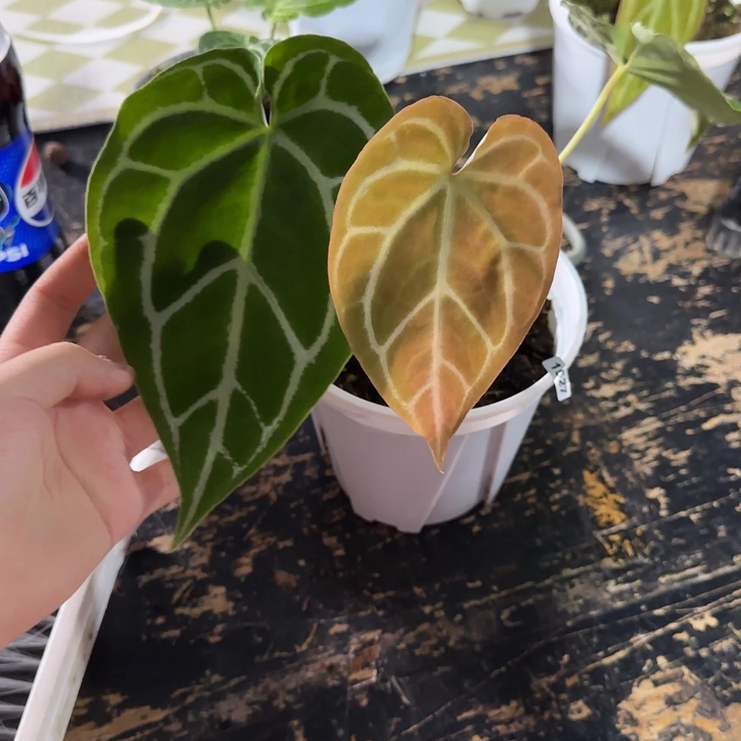 完全开放优选钻石水晶