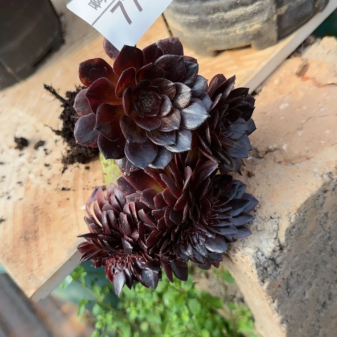 ?**溜773多肉 黑寡妇缀法师