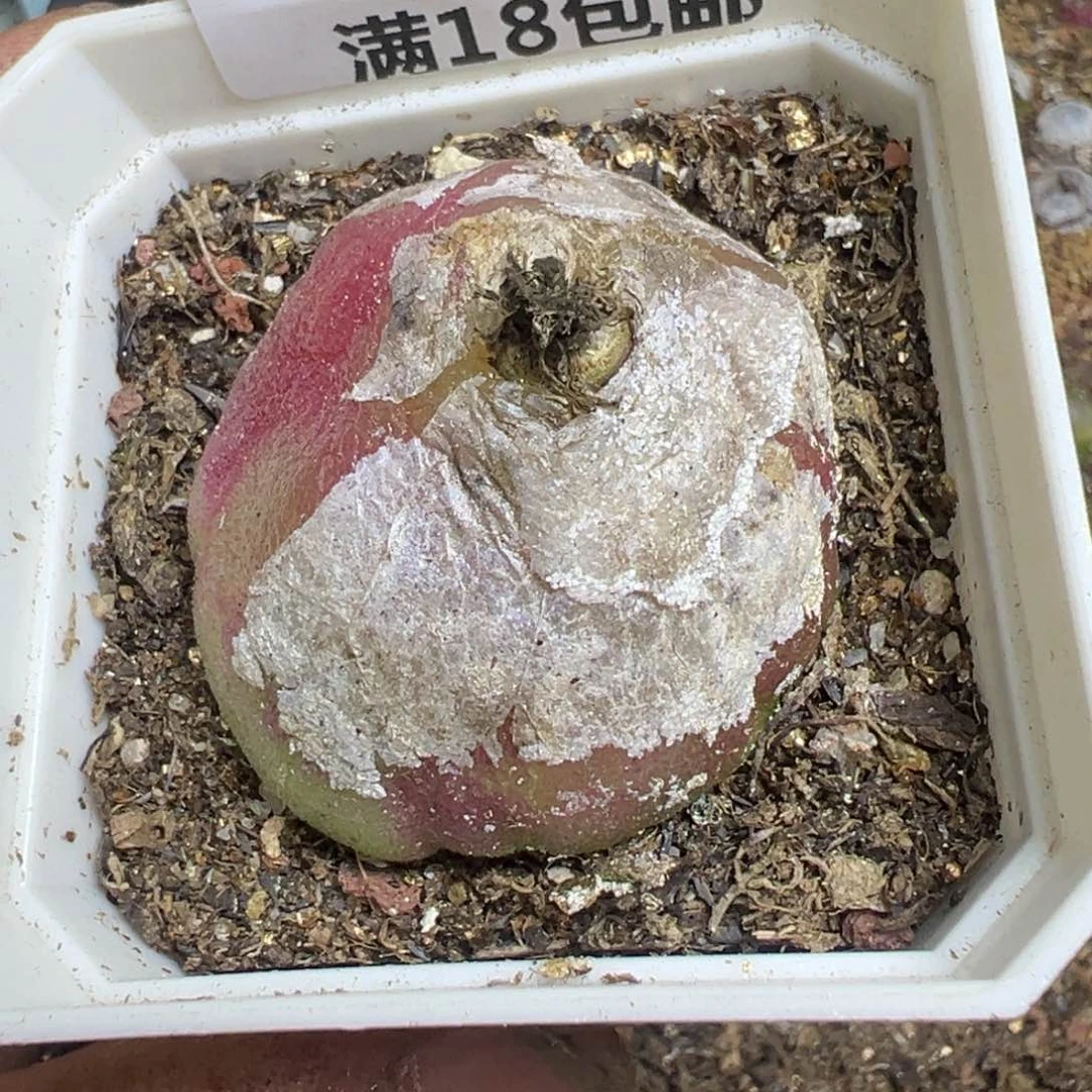 【闪购商品】星*ฅ 522。