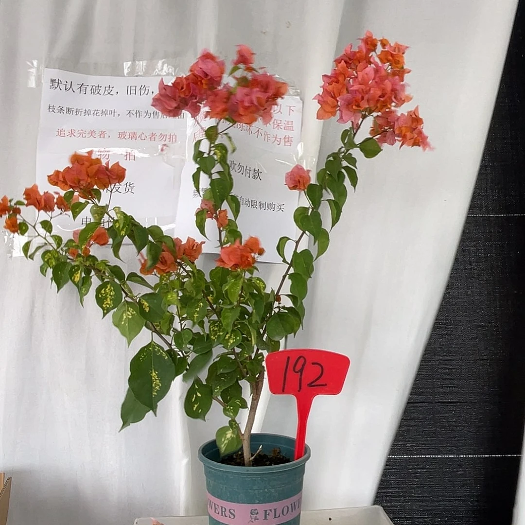 当前无花栽培后可以开花192金心橙骑士