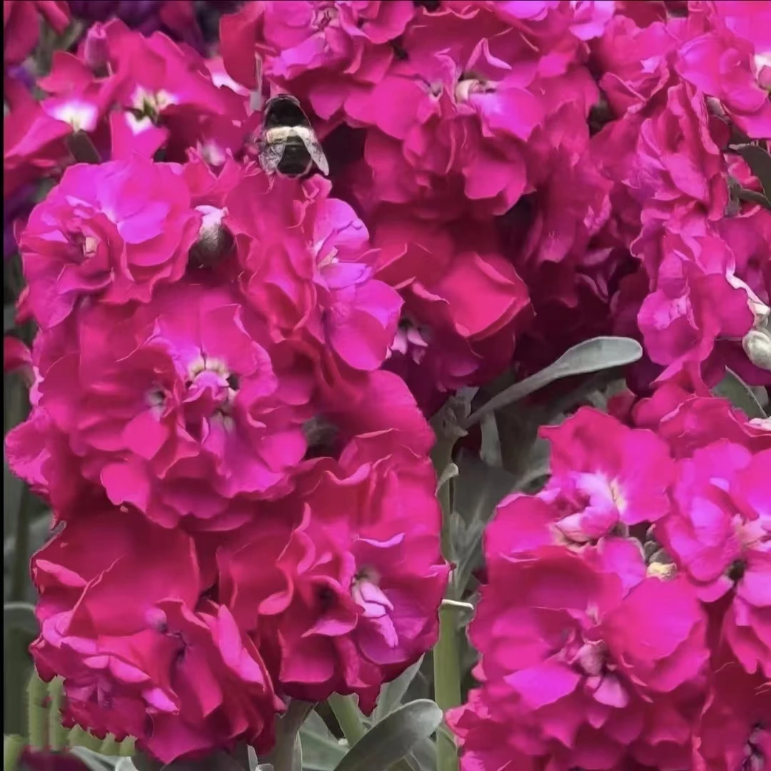 紫罗兰切花品种盆栽地栽四季多年生植物耐热耐寒耐晒