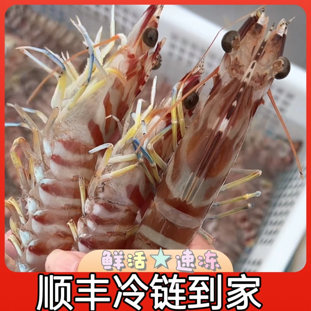 【头姐】北海海捕花虾速冻发货（图片仅供参考请以实物为准）