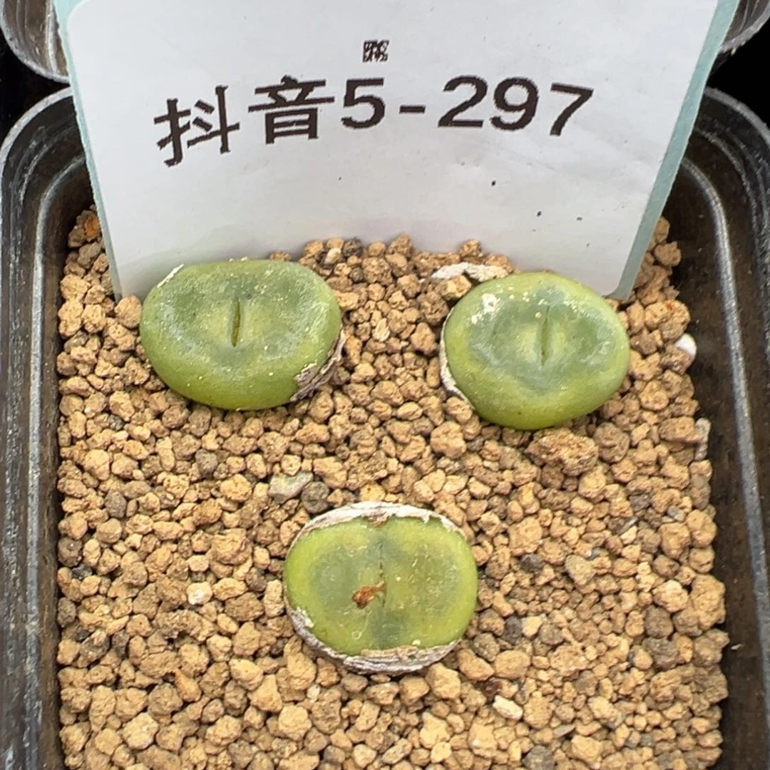 5-297肉锥多肉植物，