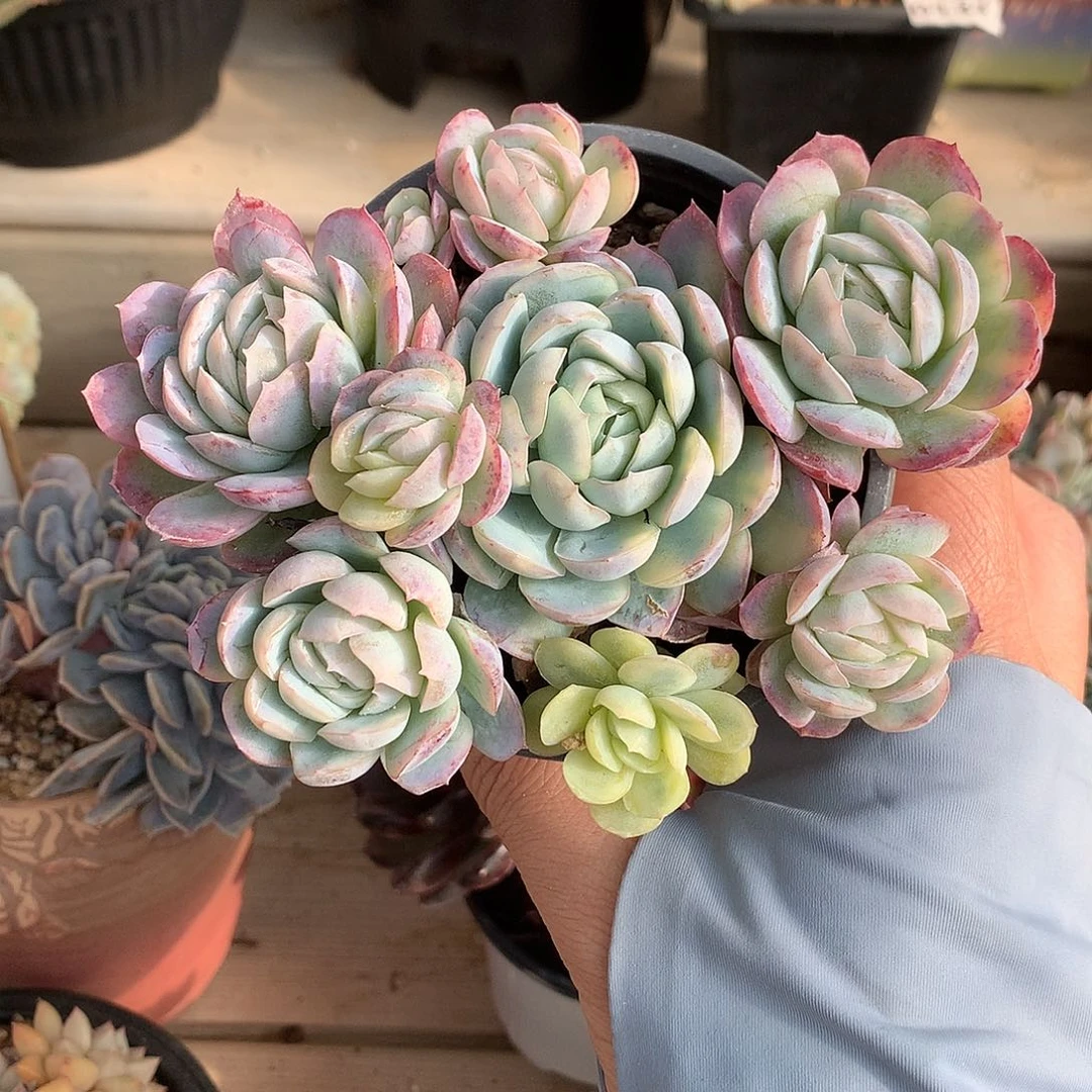 206贝瑞锦多肉一颗12.5厘米