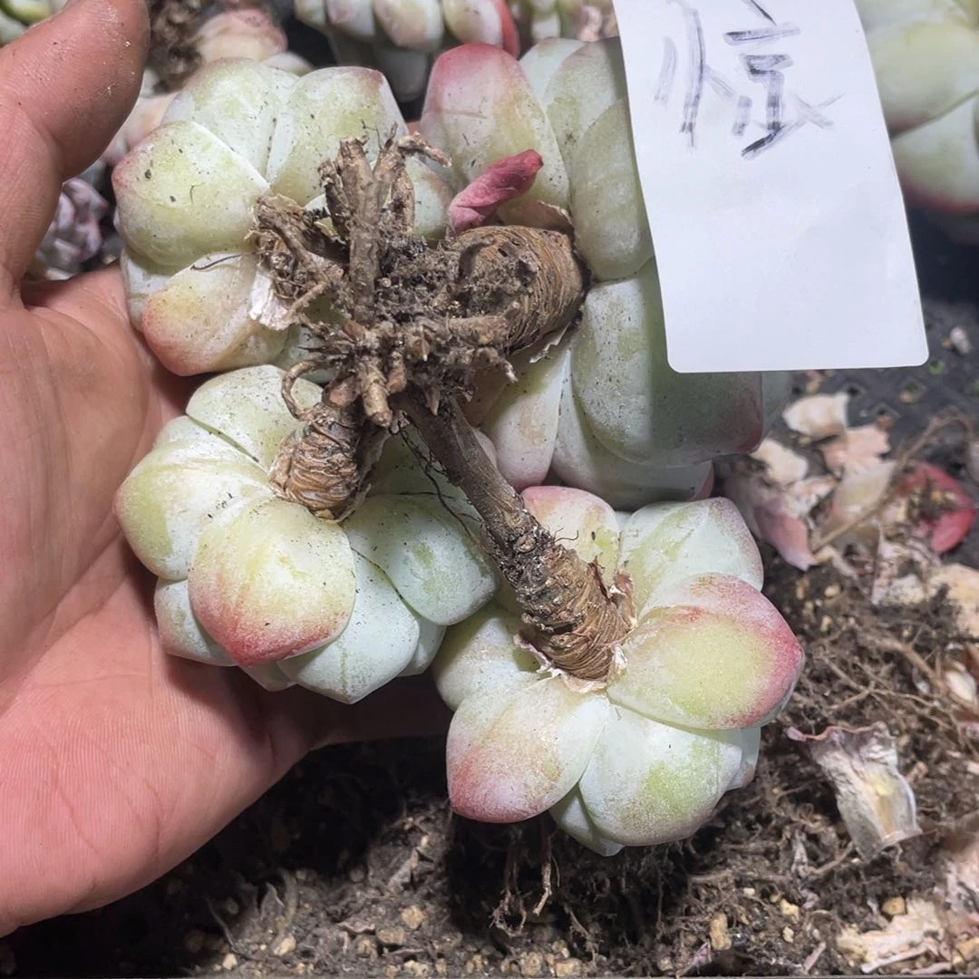 惊专拍冰玉老桩4头