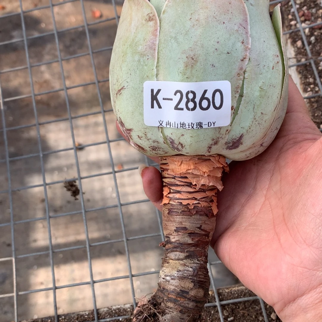 2860巨无霸潘多拉h h