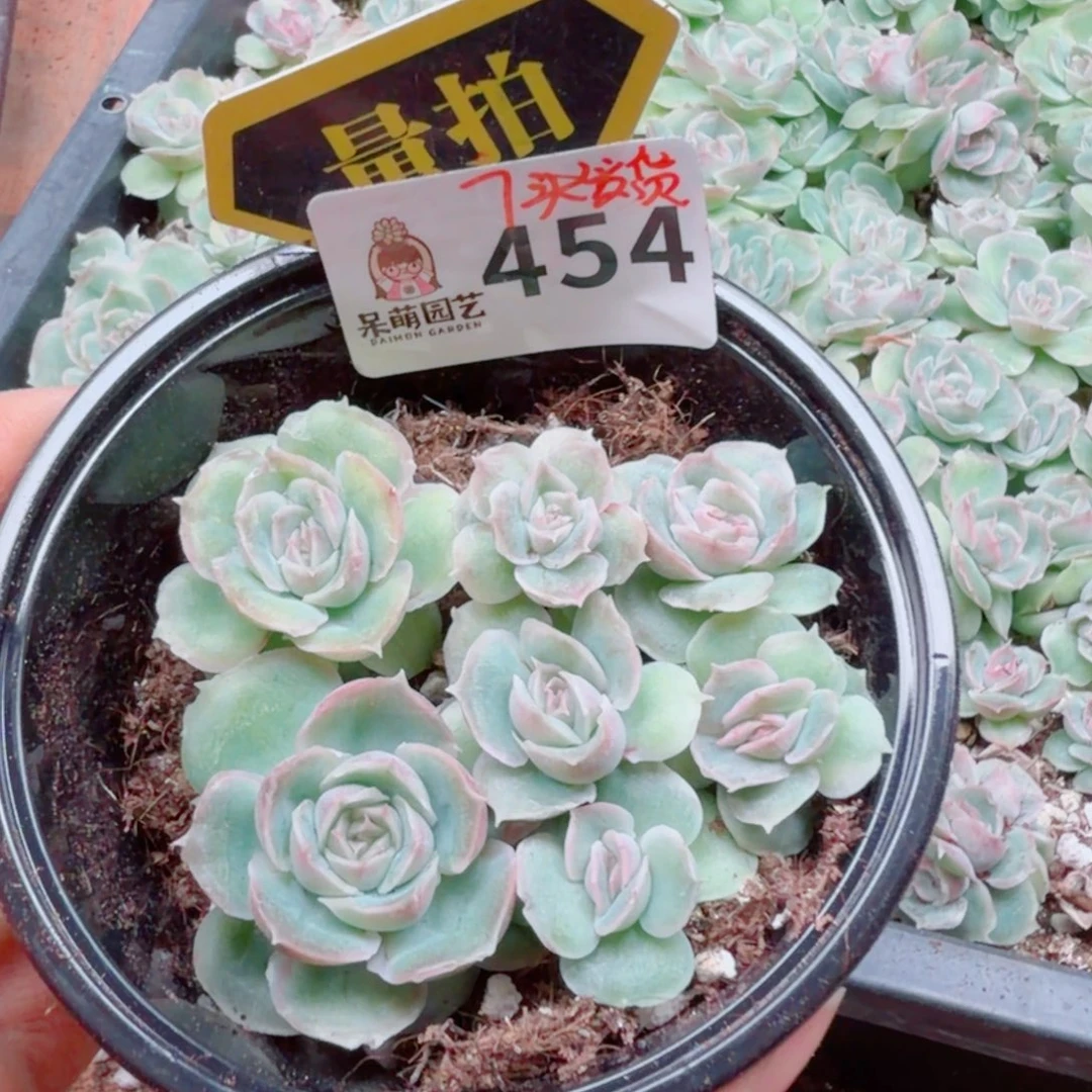 多肉植物多肉植物