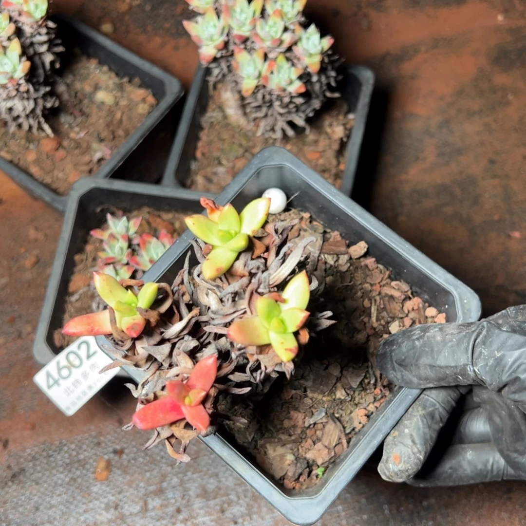 4603哈哈哈哈哈哈哈哈哈哈