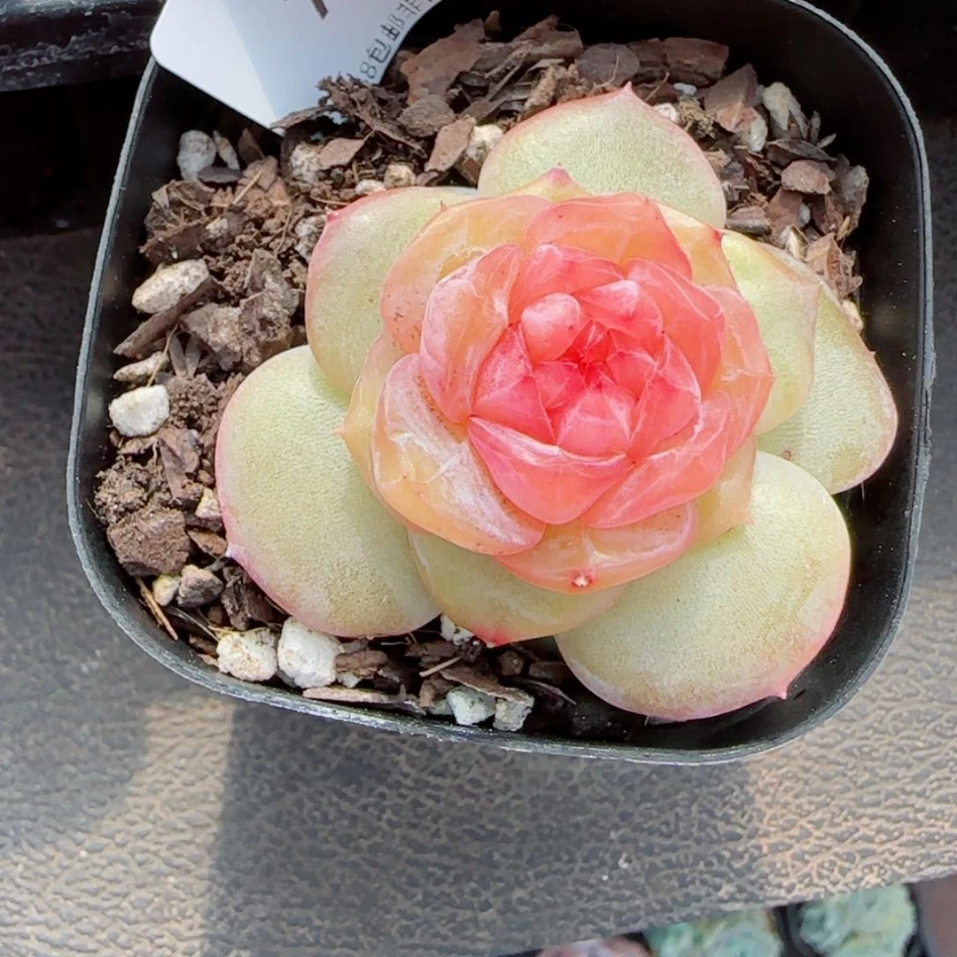 红丝绒，7154多肉植物