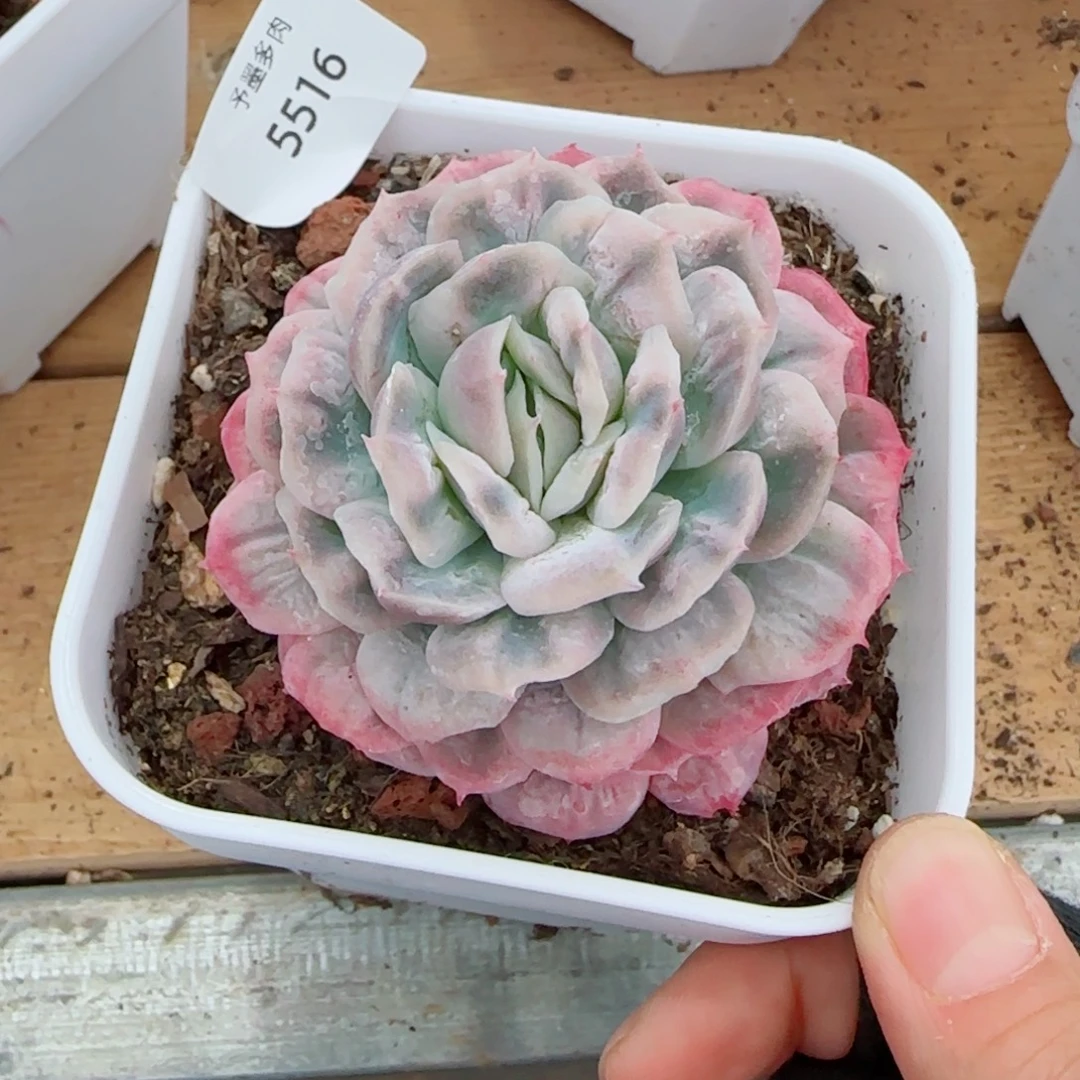 泡泡纱裙，5516多肉植物