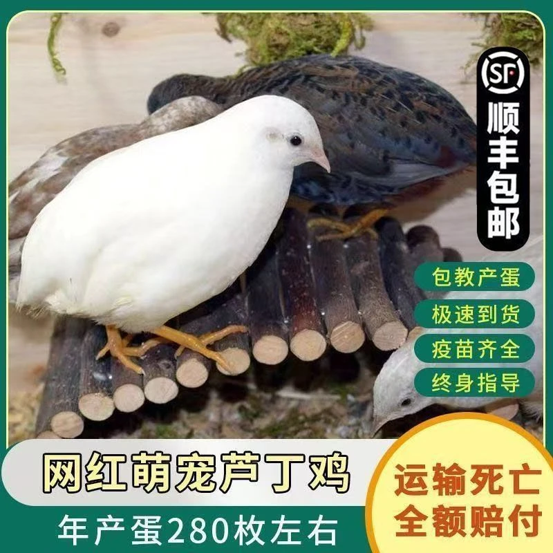 【顺丰包邮】便宜网红芦丁鸡活物宠物鸡活体全色系家养宠物成年鸡