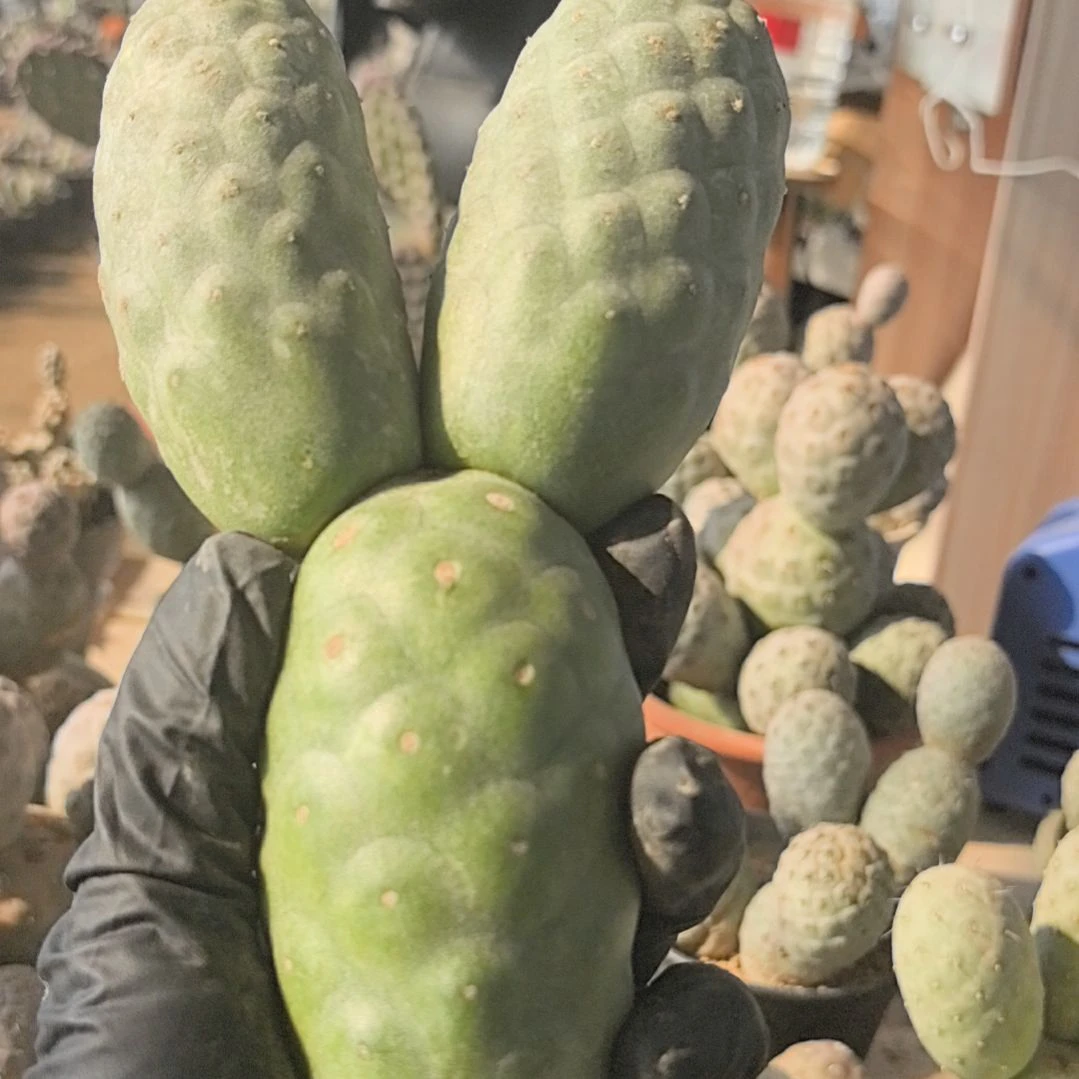 奇***力习志野仙人球直播