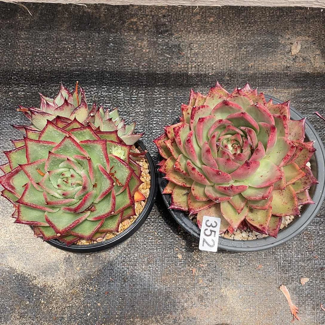 若如东云组拍352 （发冷链）