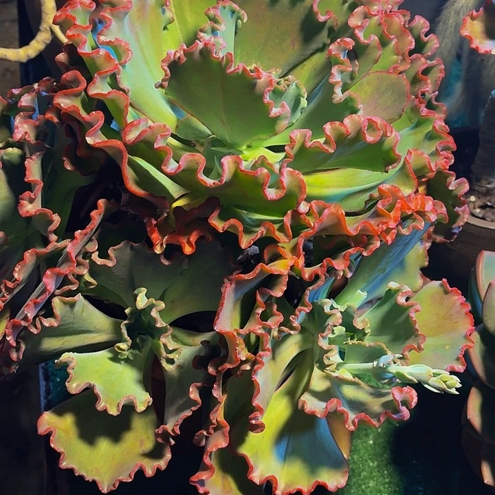 杨***姐丽娟花卉女王花立