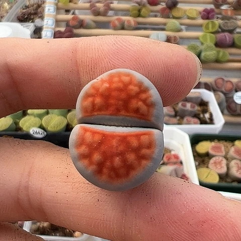 芥**?24327冰橙福利粉丝