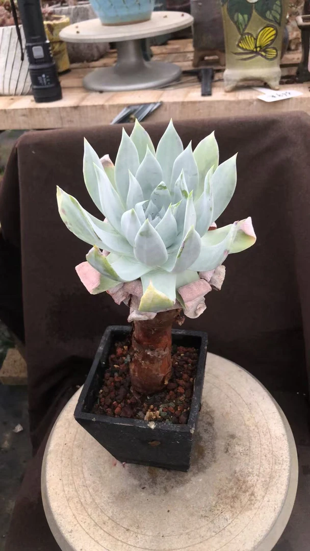 多肉植物雪山高桩粗桩 一枝独秀