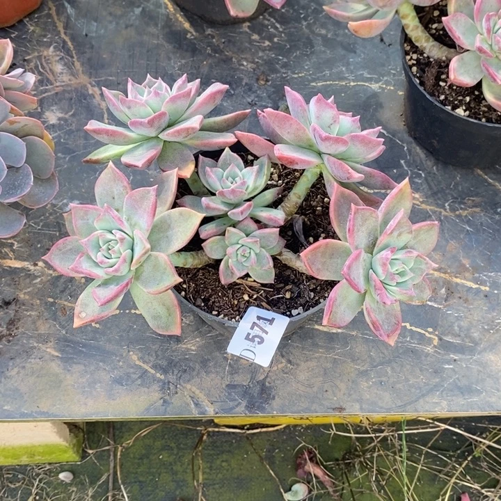 雨***571冰月22加灰姑娘8