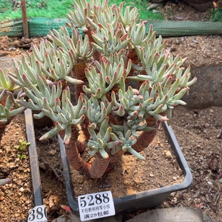 火**凰288号白鹭多肉植物