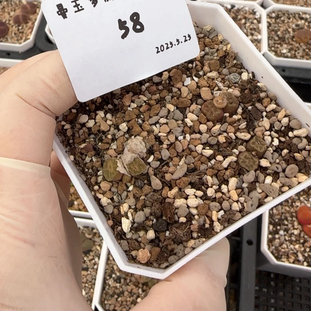 D****.多肉多肉多肉5.25-058