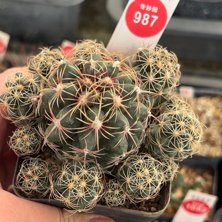 实生五彩大统领群一棵仙人球