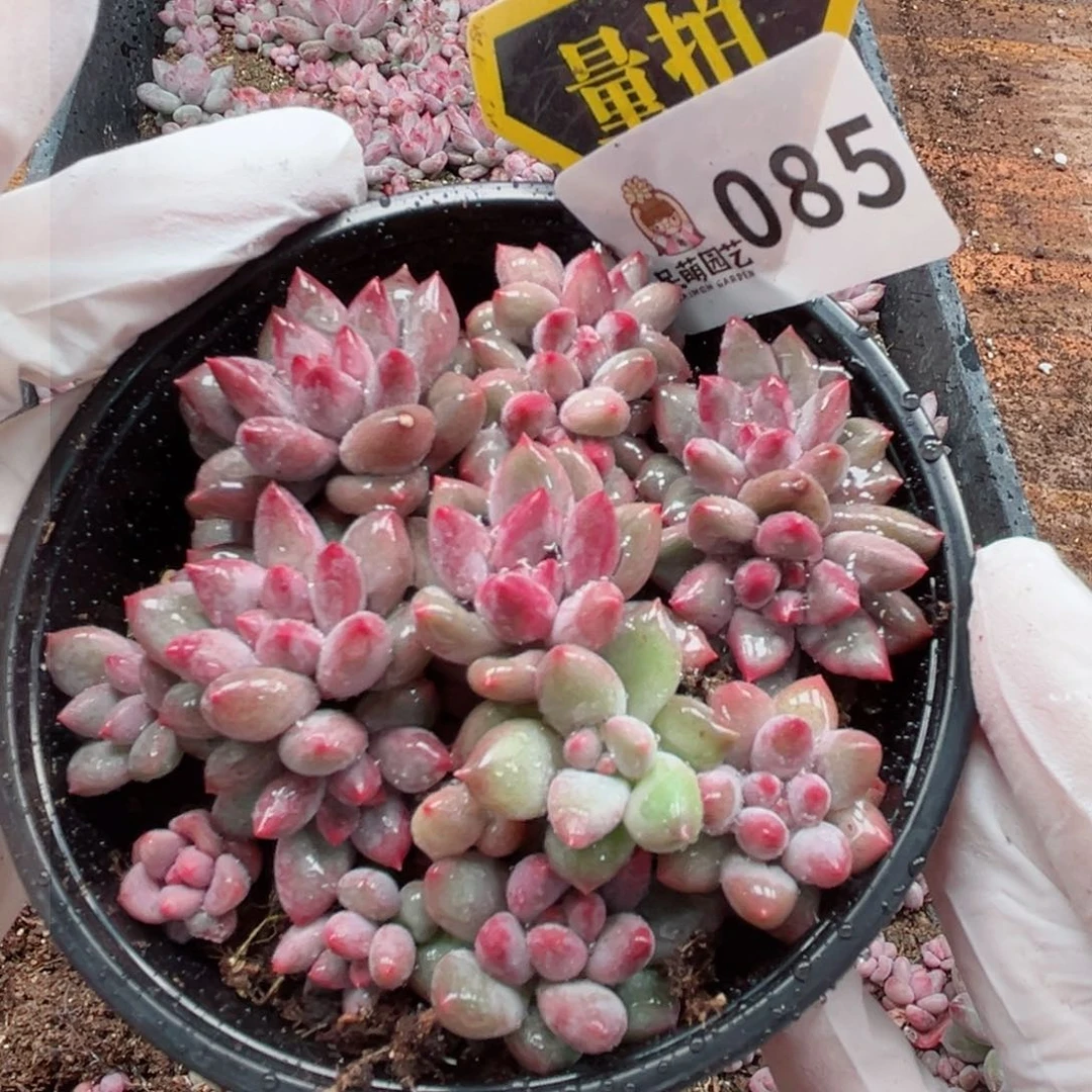 多肉植物多肉植物