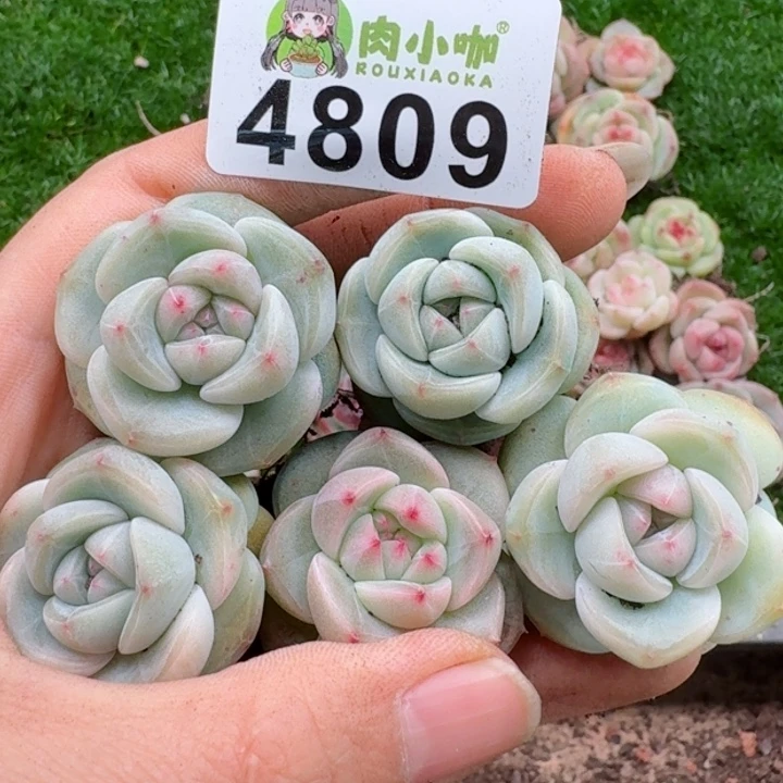 多肉植物多肉植物