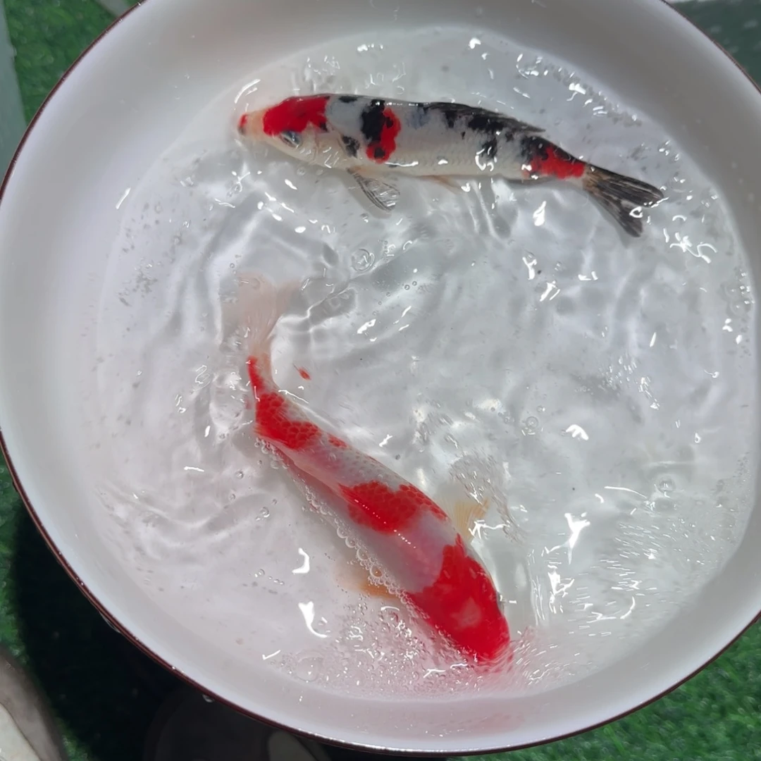 锦鲤锦鲤 观赏鱼锦鲤