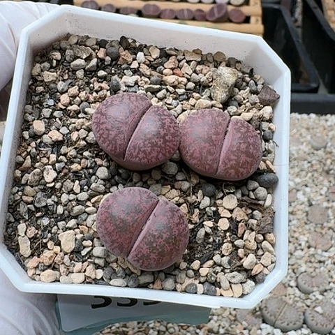 3336，酒红紫薰母本组合带盆