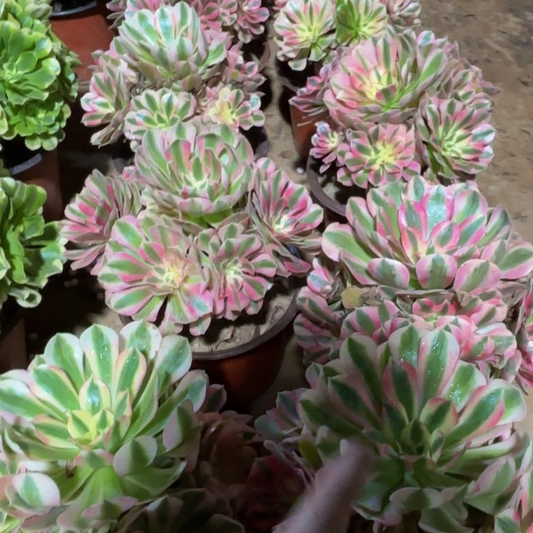 粉女巫9.9法师多肉木质