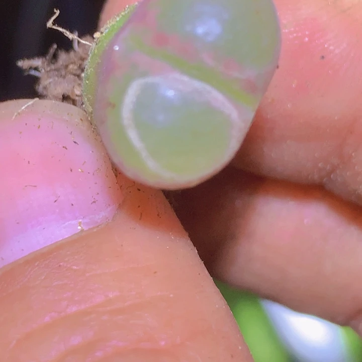 145585556885568548865