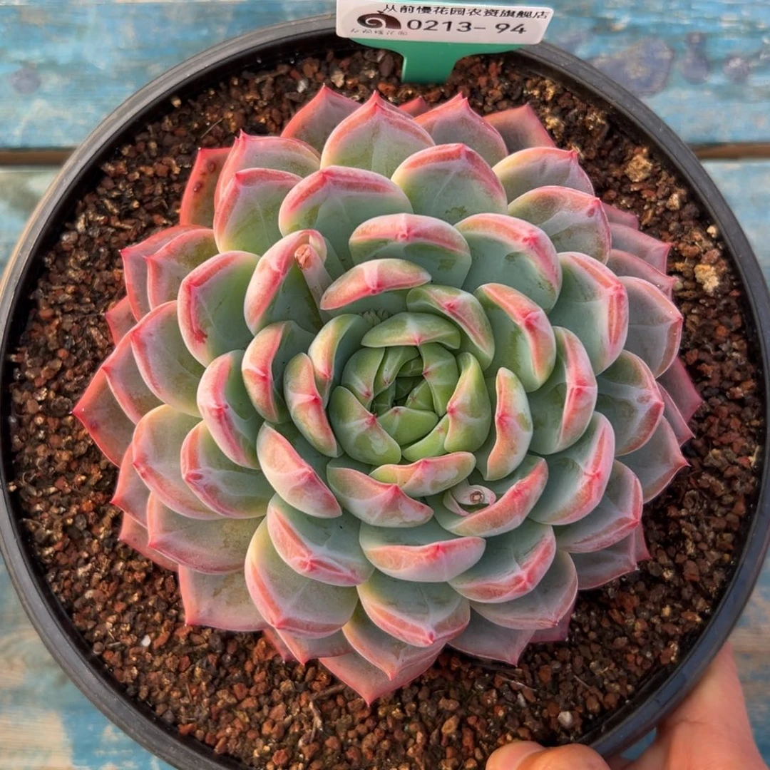 多肉一物一拍0213-94