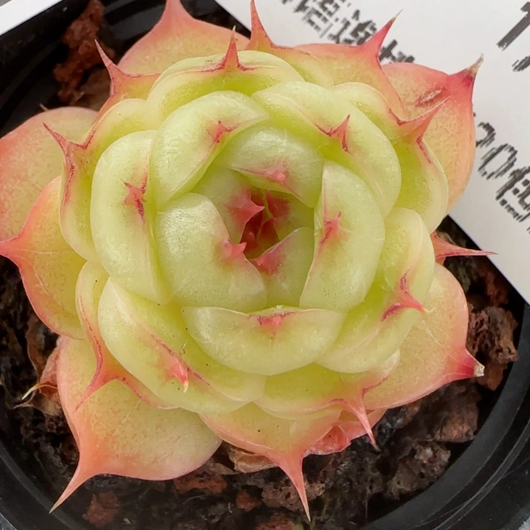 花语逸镜0127-680