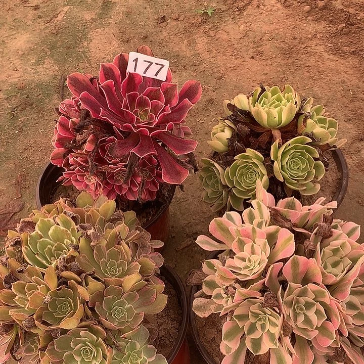 无花朵177四颗多肉植物组合