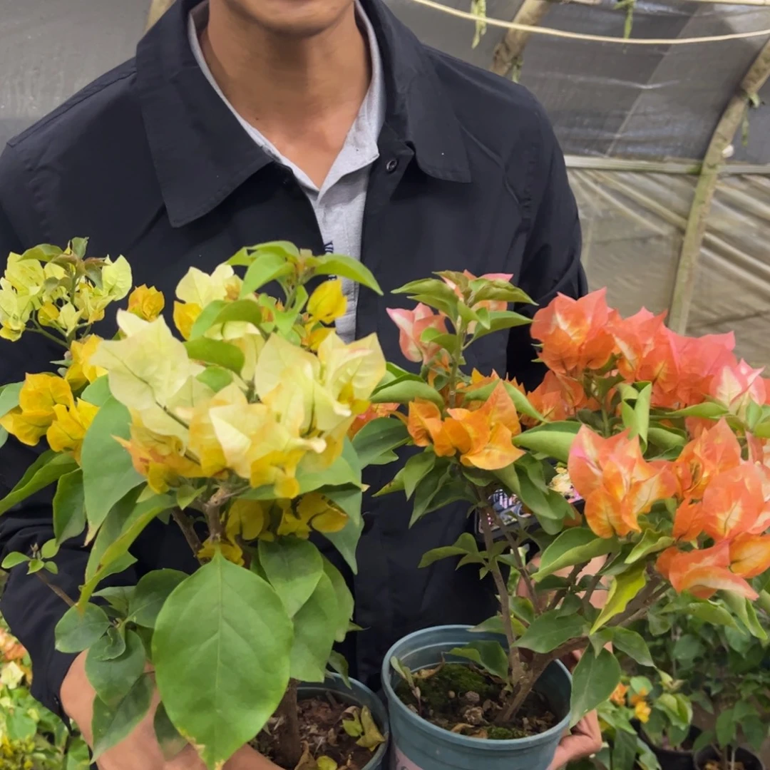 完全开放（浅彩虹）三角梅会落花落叶会光杆苗有大有小
