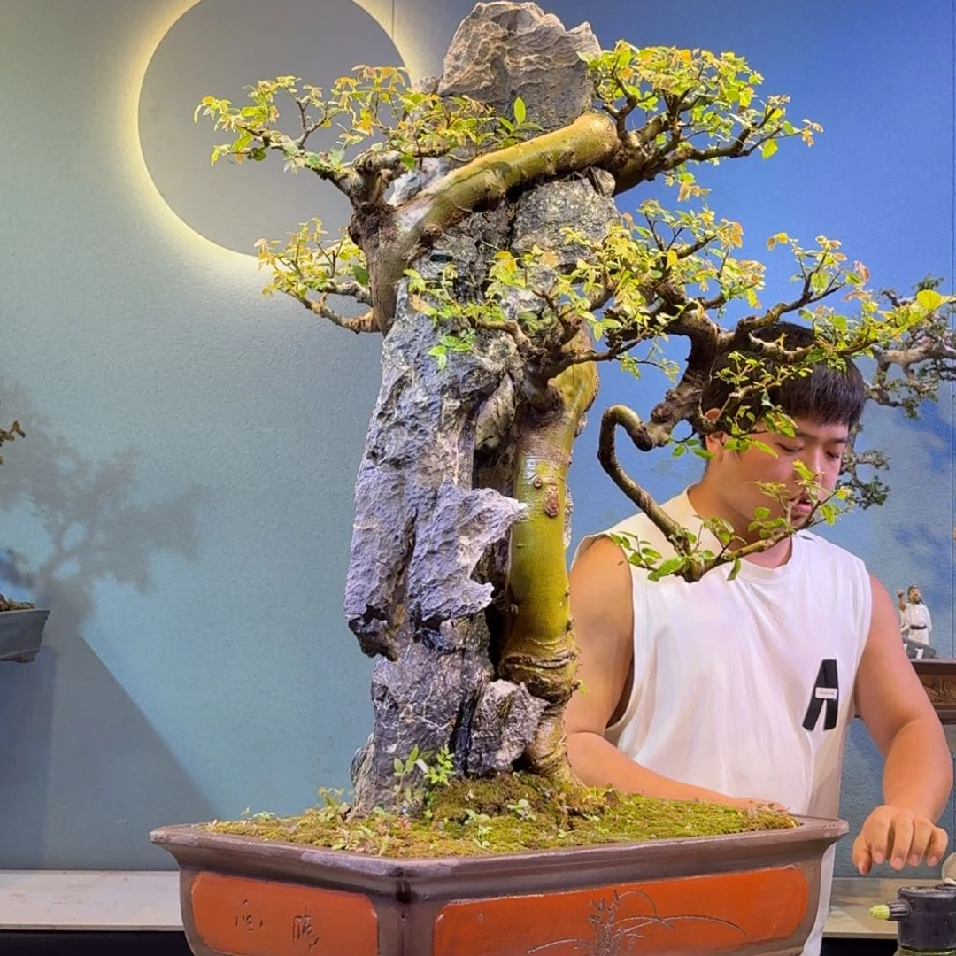 侯***生无花朵朴树一物一拍