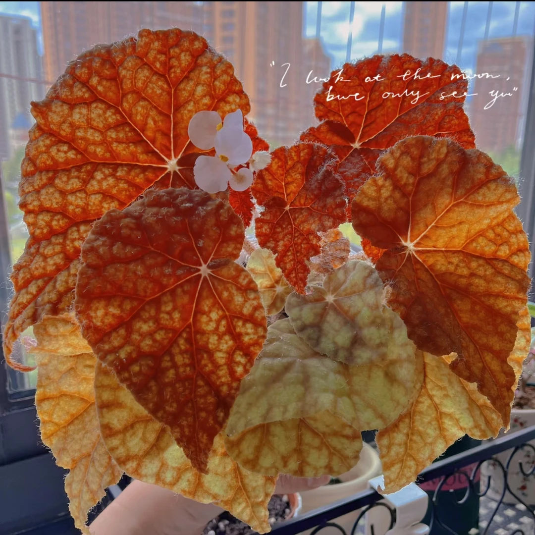 树莓蛋糕秋海棠室内网红盆栽观叶赏花高级感绿植花卉