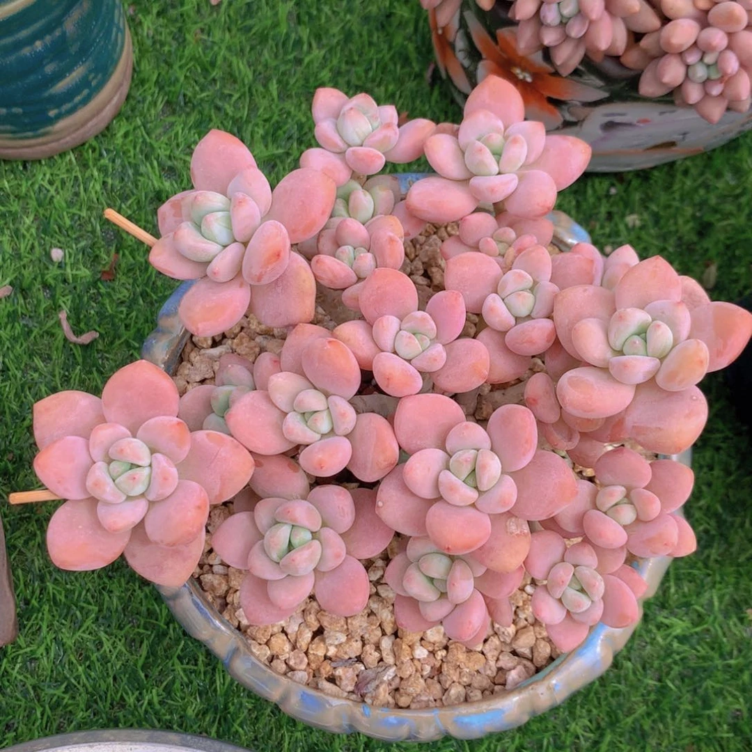 粉洛神 一物一拍