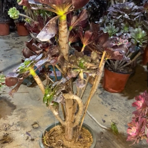 巫毒75多肉植物法师