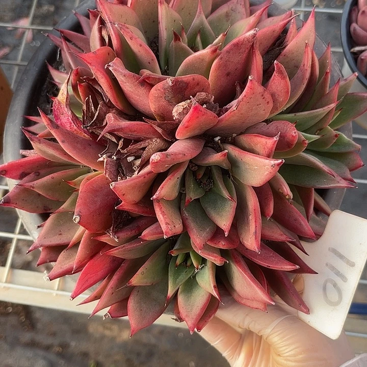 小***嫦两单包邮，一物一拍，110杂交