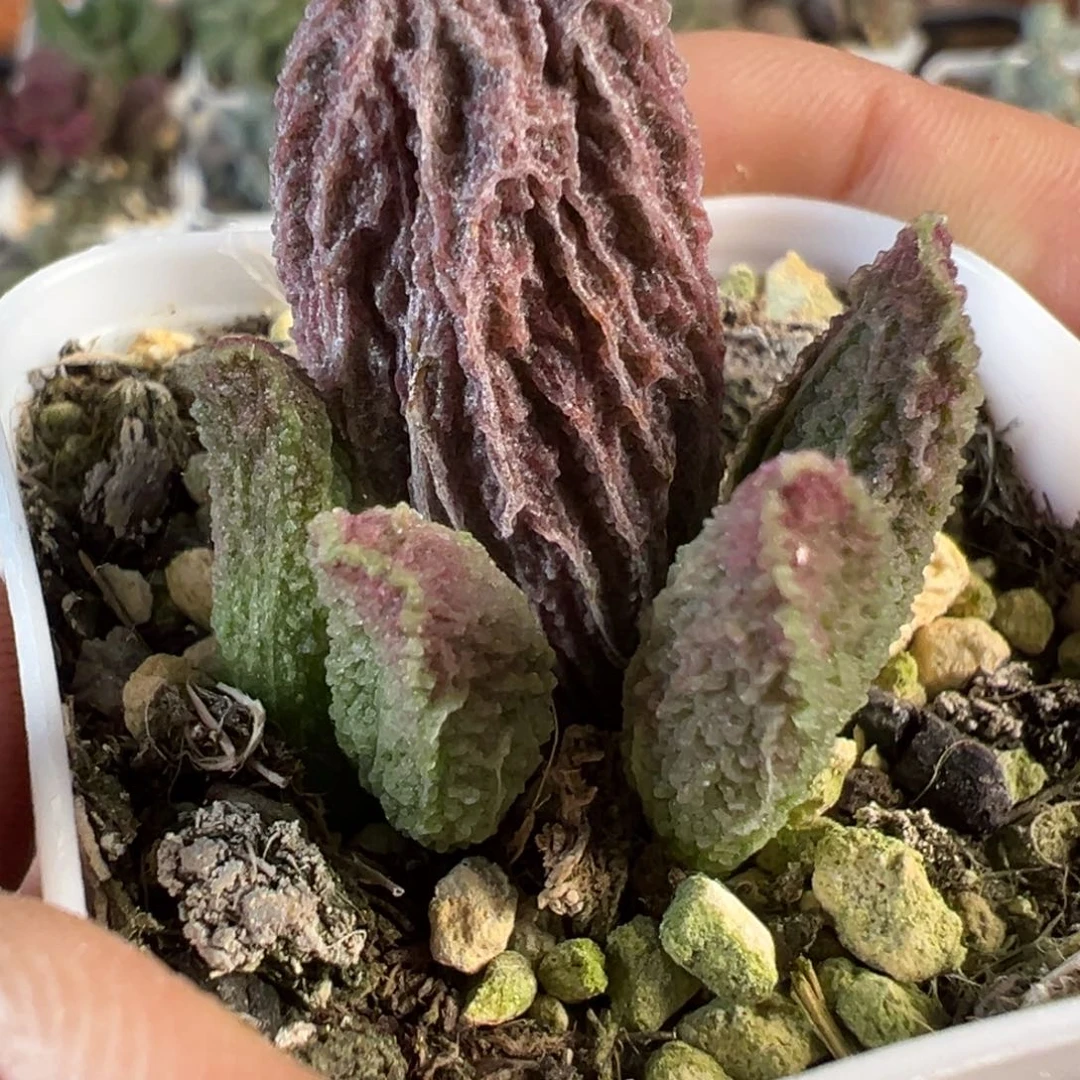 苍龙水泡多肉植物水泡