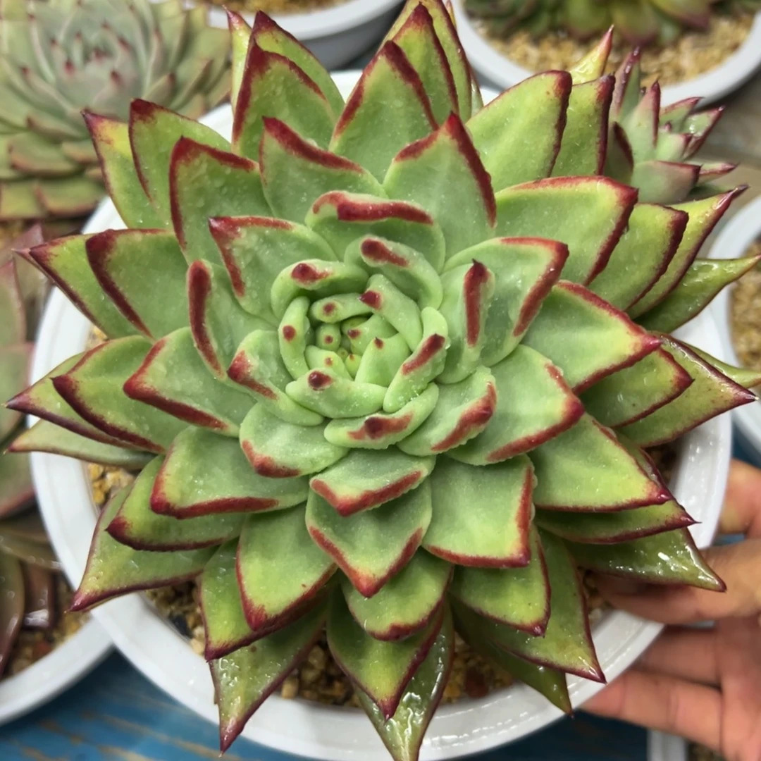 多肉植物一物一拍（8号）